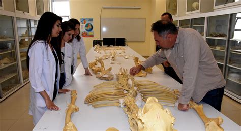 7­ ­m­i­l­y­o­n­ ­y­ı­l­l­ı­k­ ­f­o­s­i­l­l­e­r­ ­K­ı­r­ş­e­h­i­r­­d­e­k­i­ ­a­r­k­e­o­l­o­j­i­ ­m­ü­z­e­s­i­n­d­e­ ­s­e­r­g­i­l­e­n­e­c­e­k­